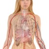 Britons clueless about basic anatomy