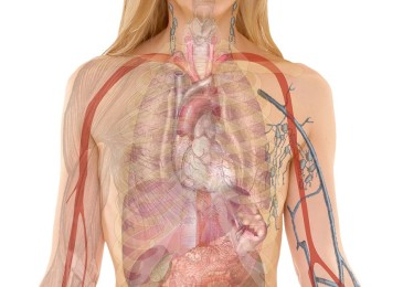 Britons clueless about basic anatomy