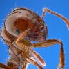 Beware the Killer Ants!