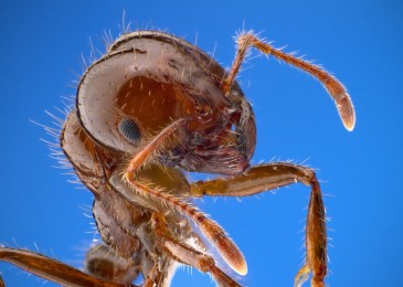 Beware the Killer Ants!